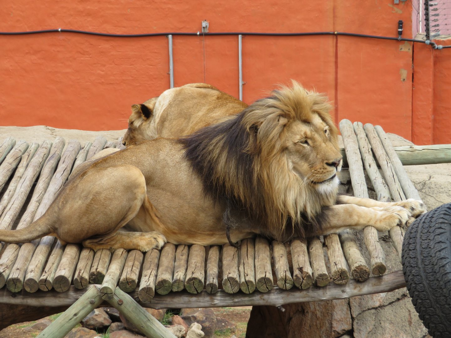 African Lion (Panthera leo melanochaita)