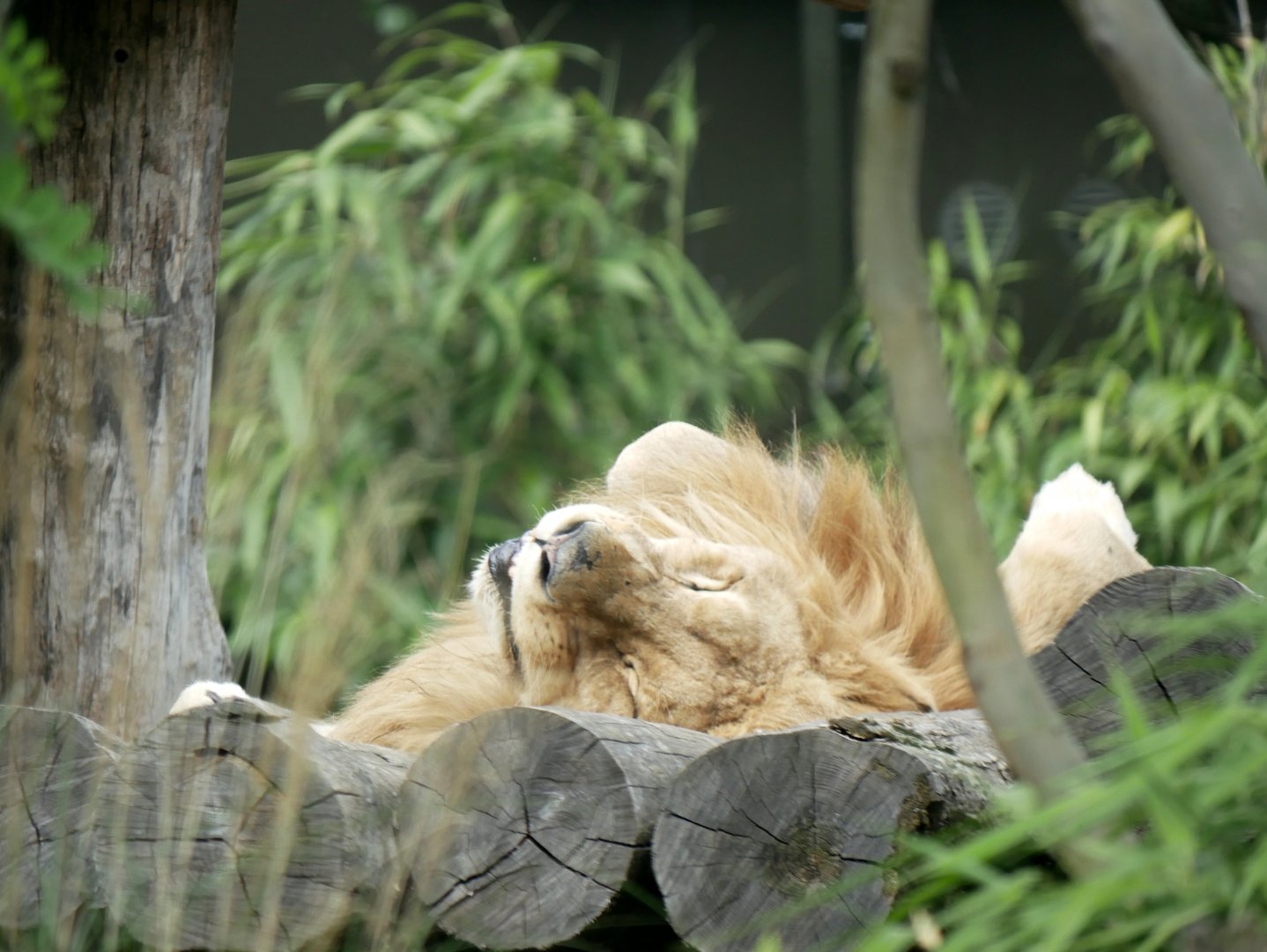 African lion (Panthera leo melanochaita)