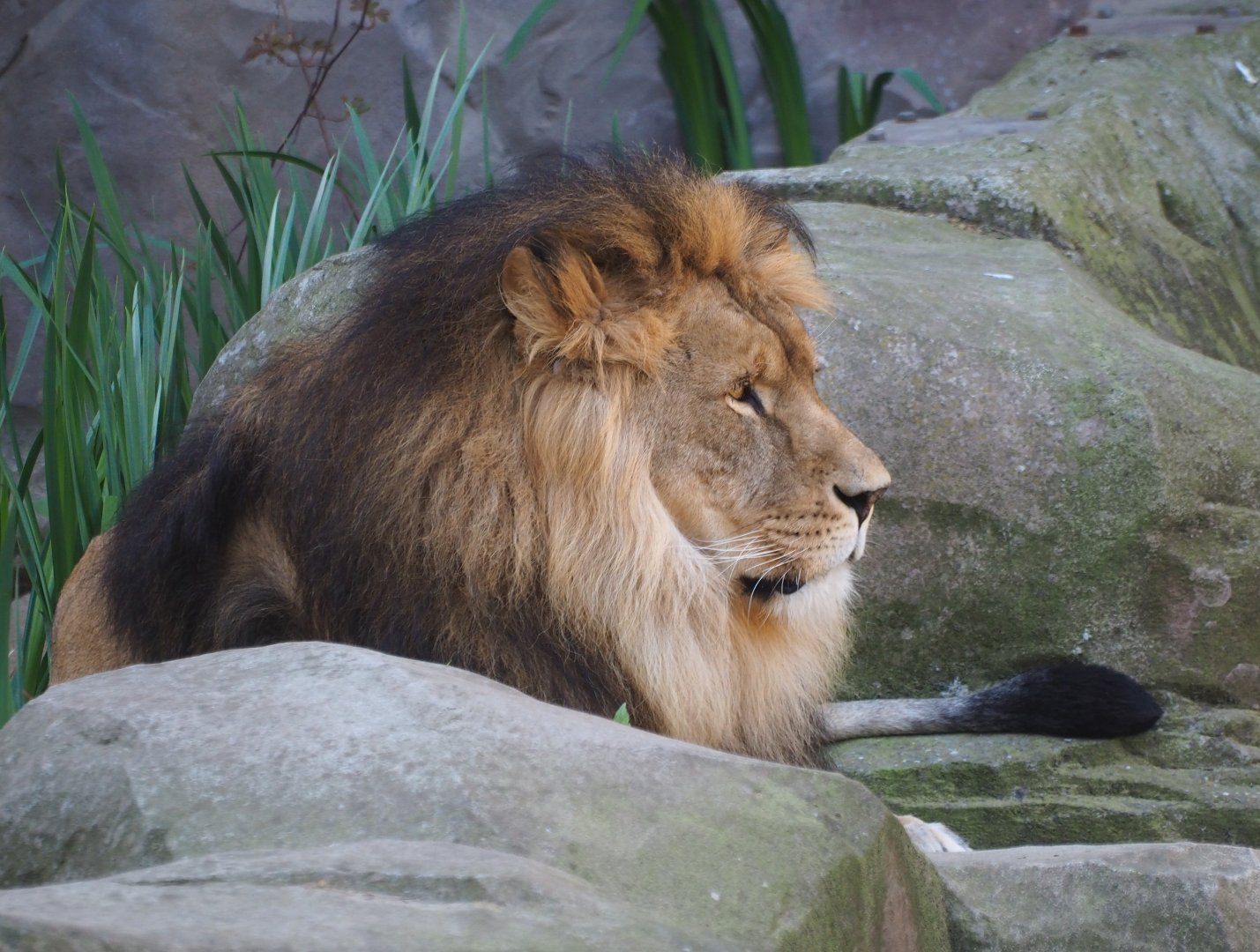African lion (Panthera leo) Nestor, 2019-04-20