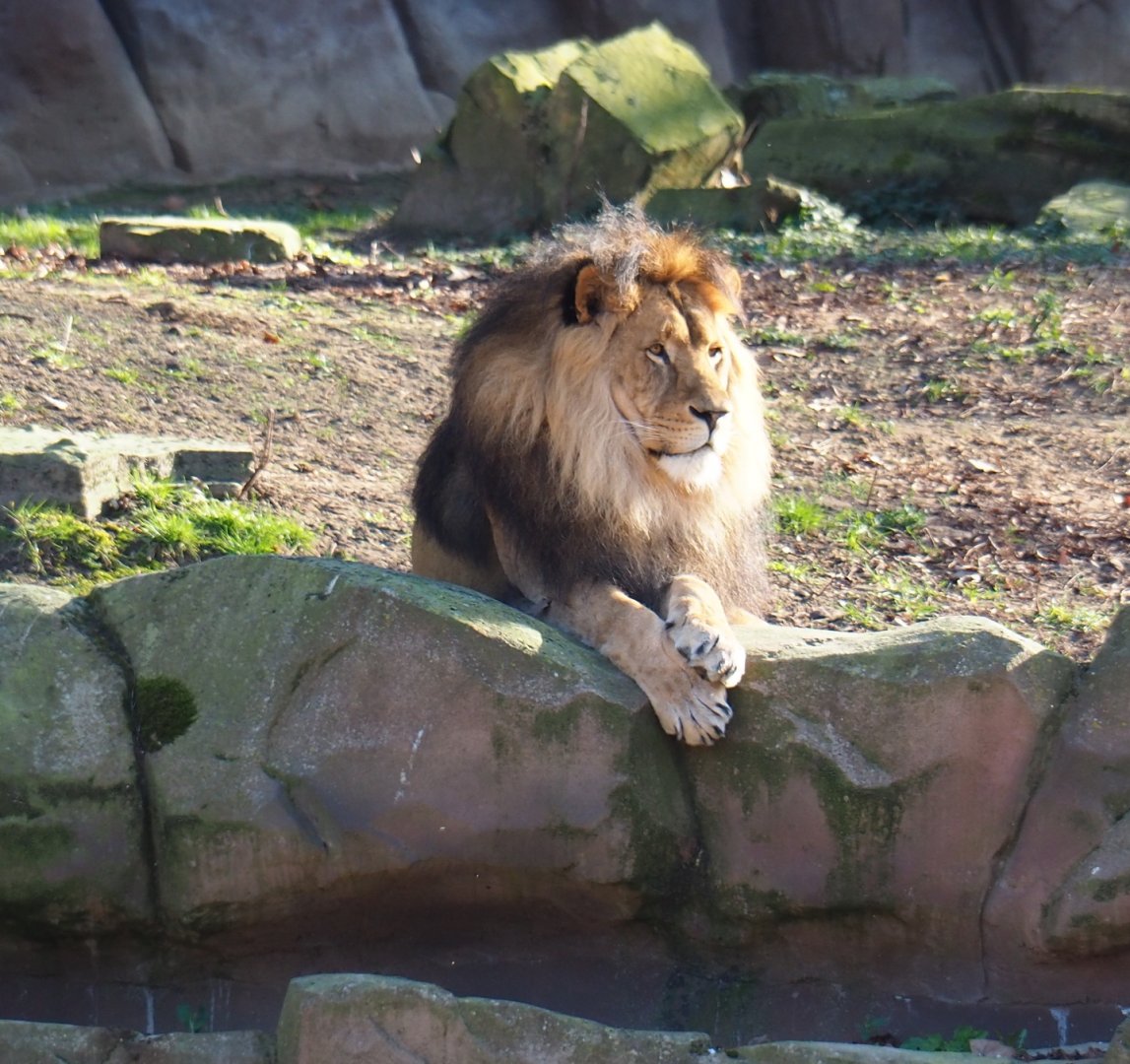 African lion (Panthera leo) Nestor (Feb 27th, 2019)