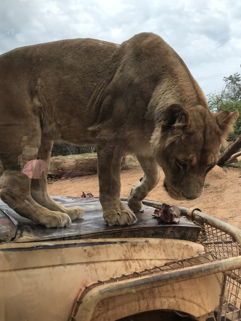 African lion (Panthera leo) on safari jeep’s engine