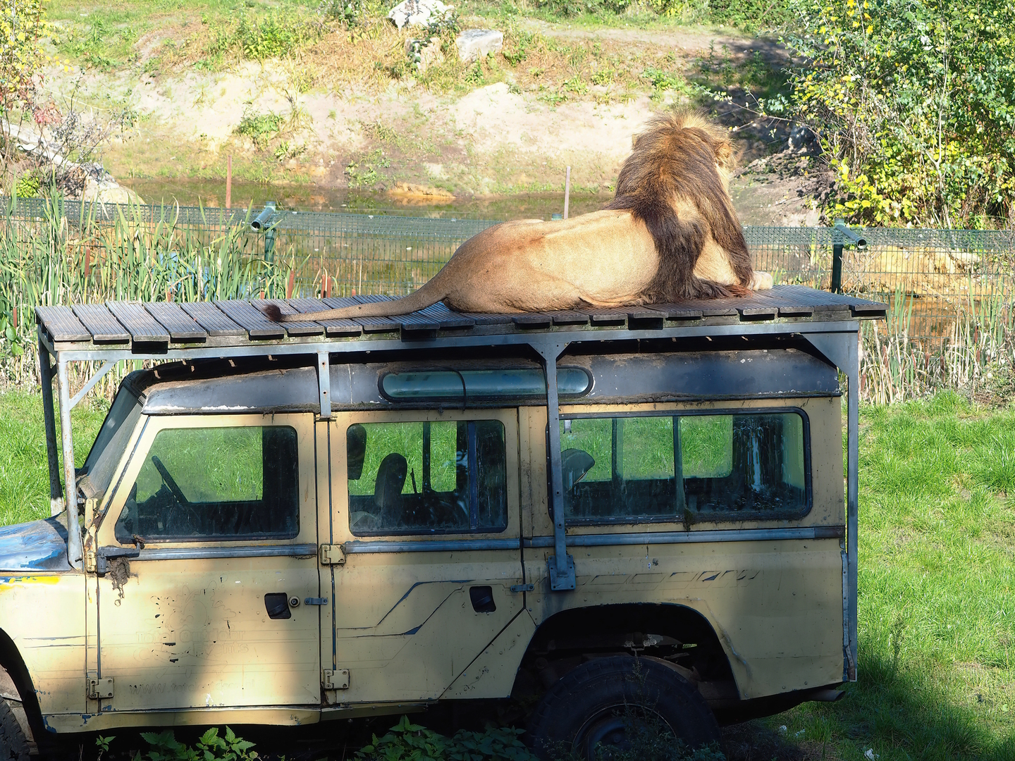 African lion (Panthera leo) on top of Land Rover, 2022-10-09