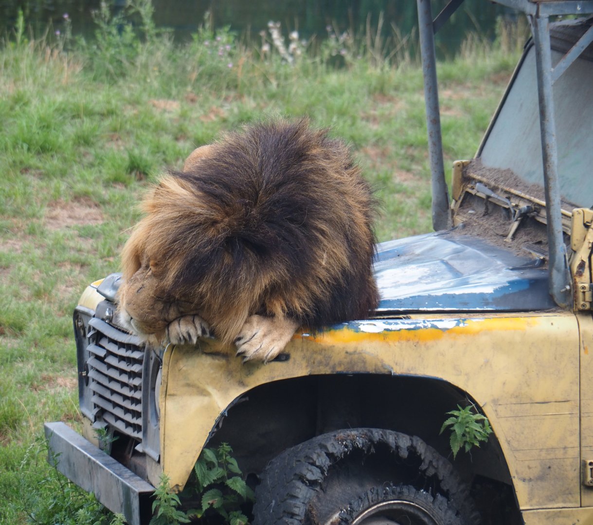 African lion (Panthera leo) sleeping on the hood of Land Rover, 2019-08-11