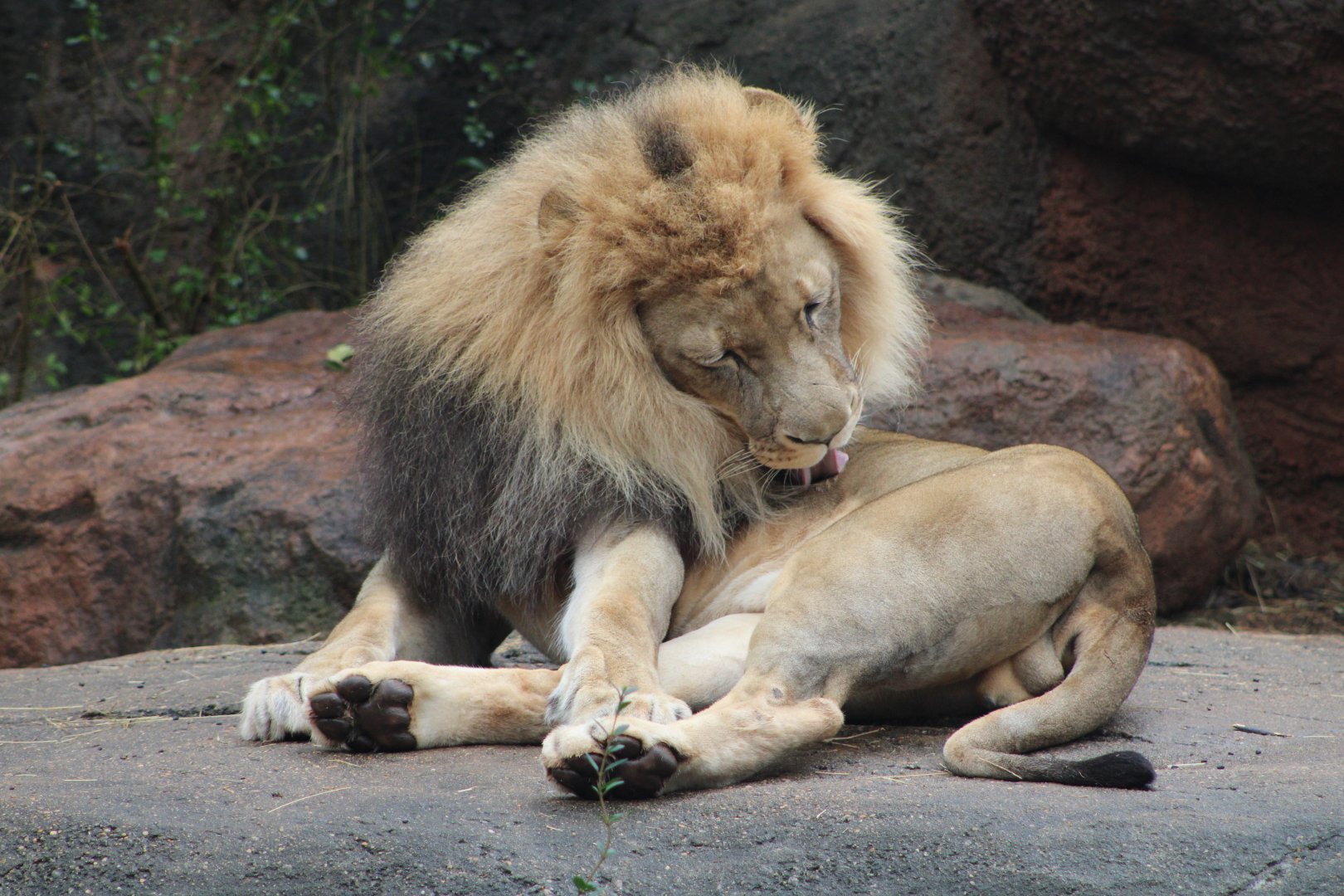 African Lion (Panthera leo ssp.)