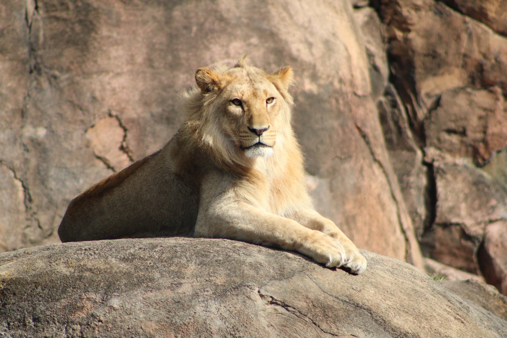 African Lion (Panthera leo ssp.)