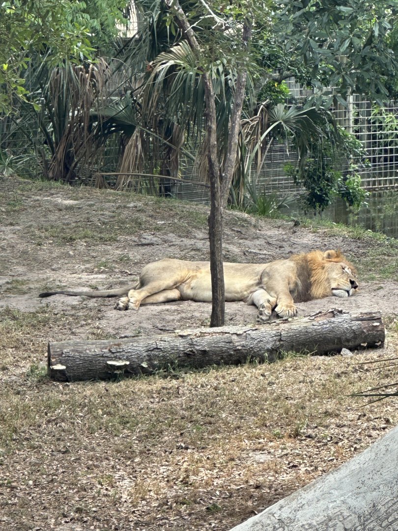 African Lion (Panthera leo ssp.)