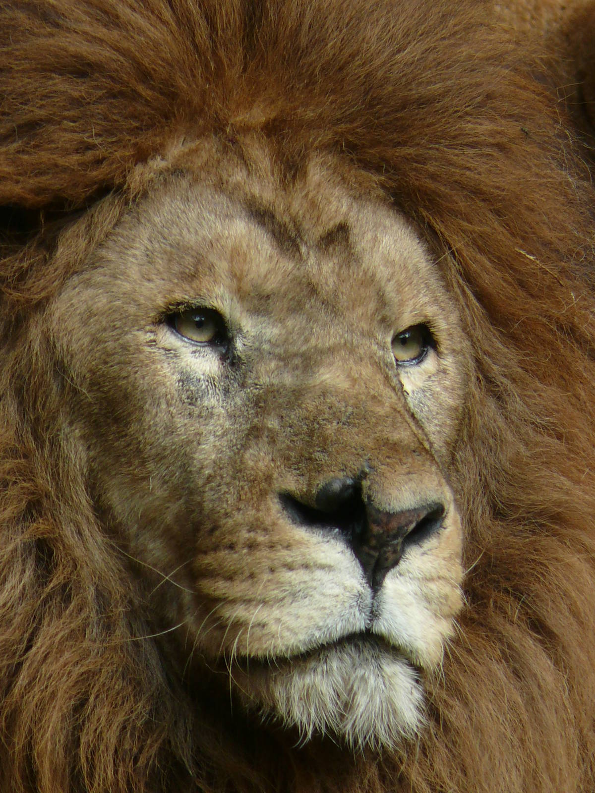 African lion (Panthera leo)
