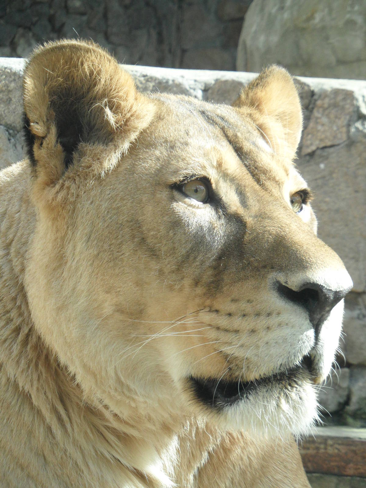 African lion/Panthera leo