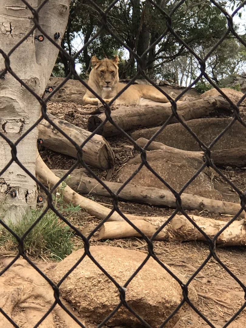 African lion (Panthera leo)
