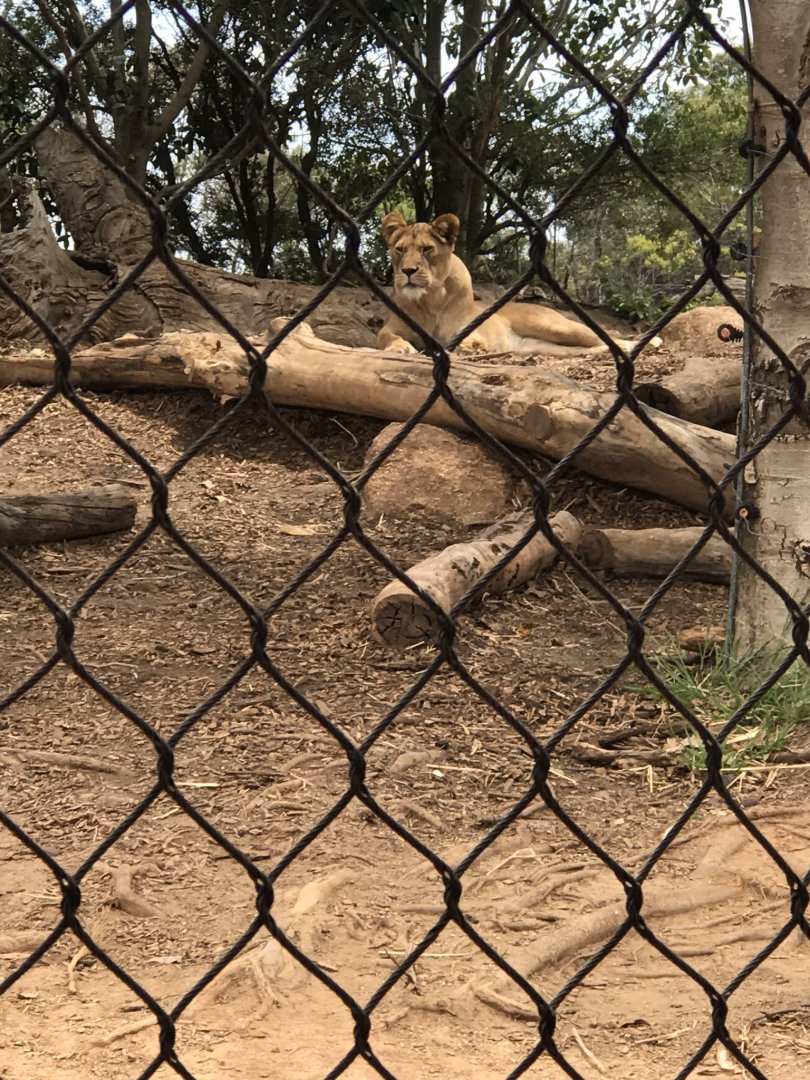 African lion (Panthera leo)