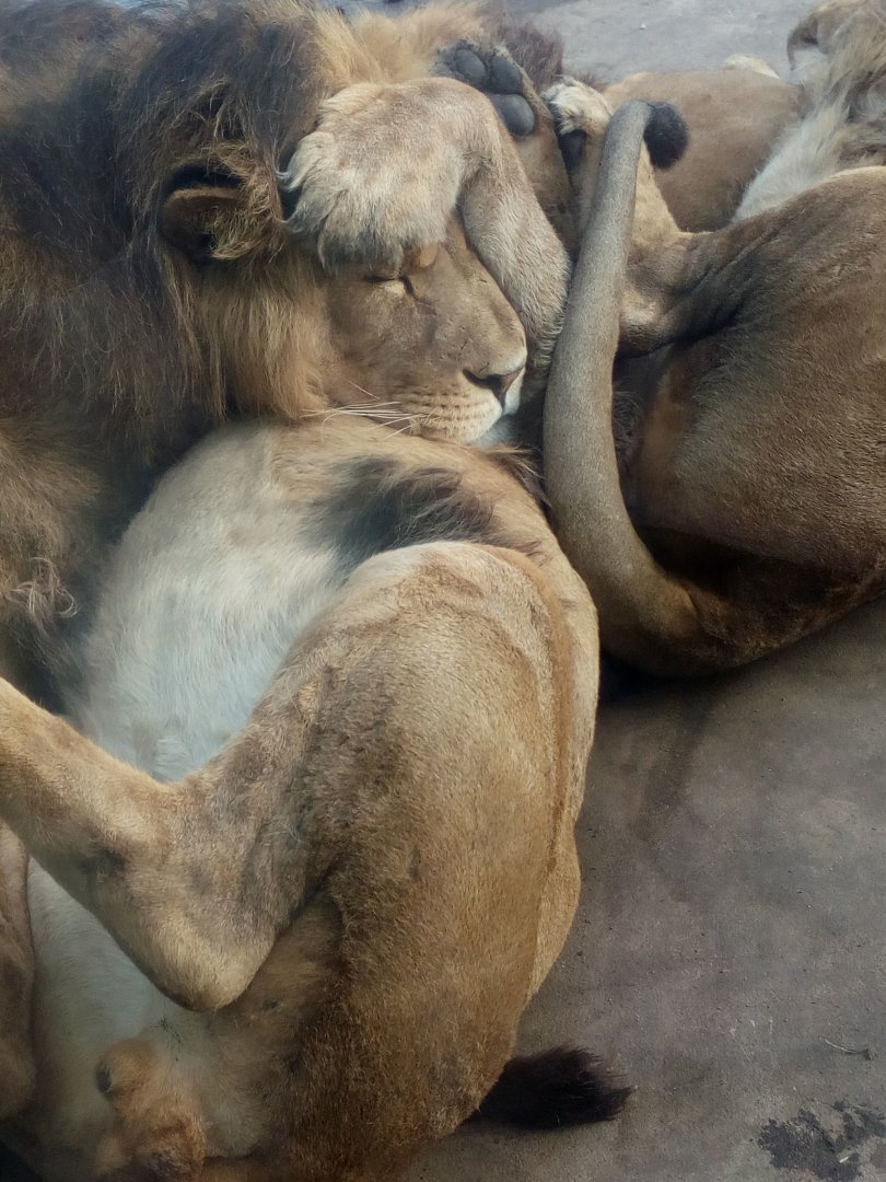 African lion (Panthera leo)