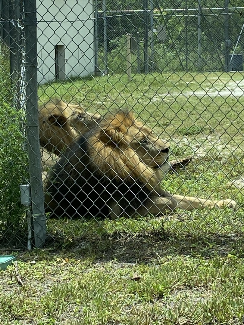 African Lion (Panthera leo)