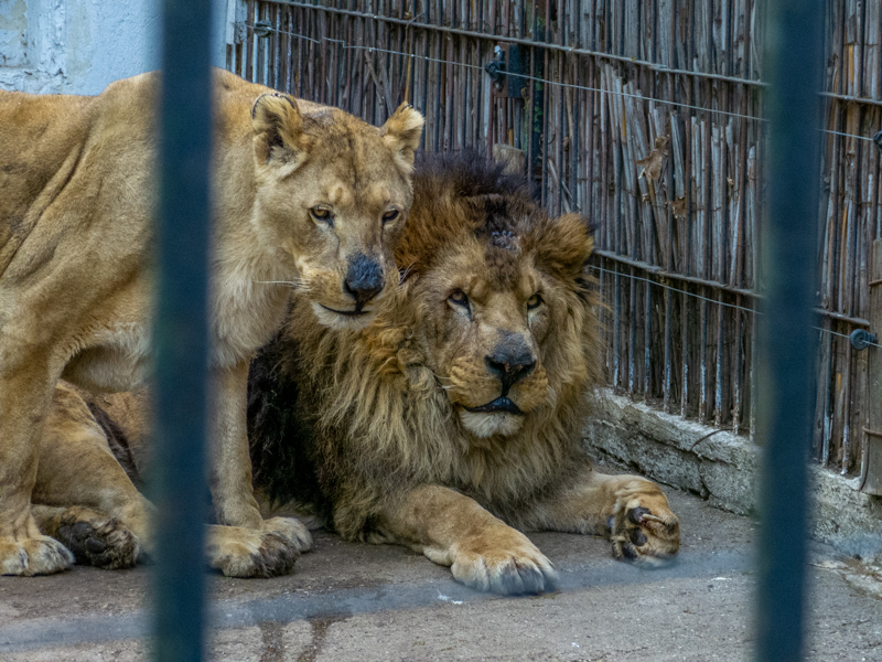 African Lion / Panthera leo
