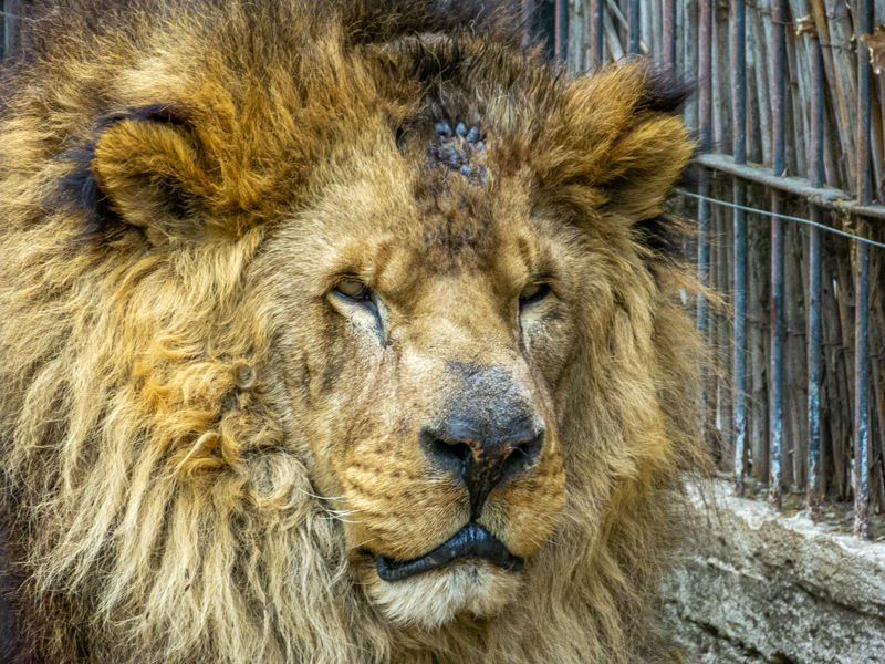 African Lion / Panthera leo