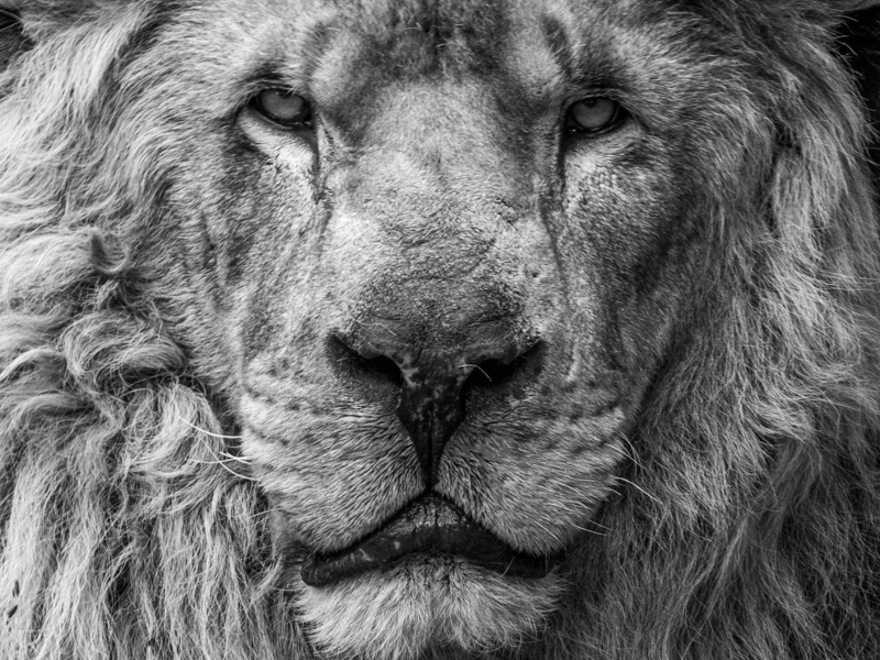 African Lion / Panthera leo