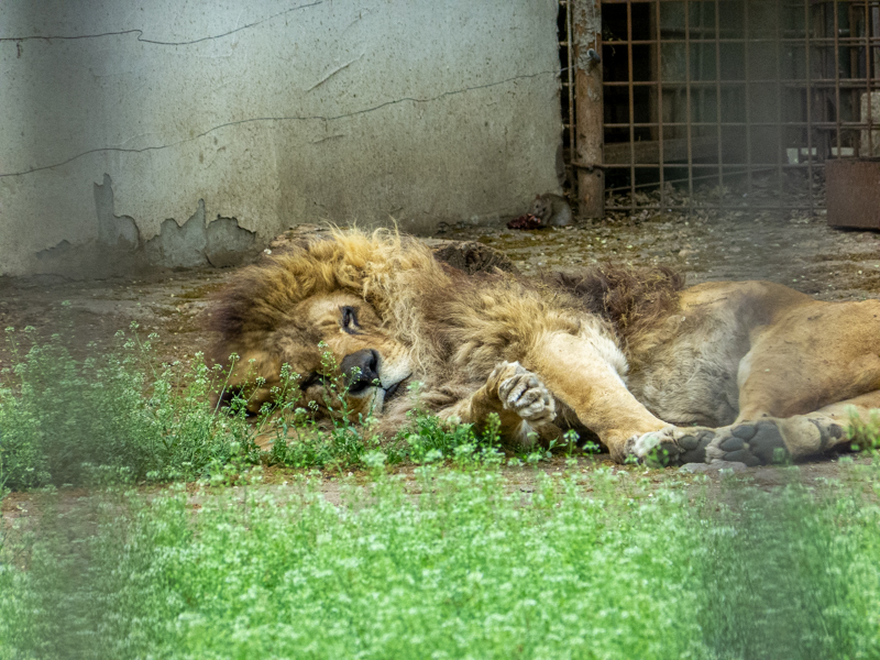 African Lion / Panthera leo