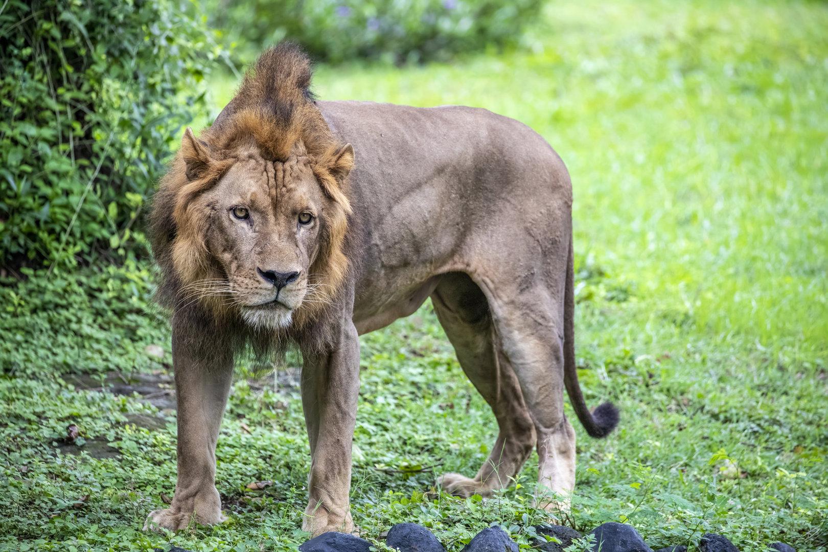 African lion (Panthera leo)