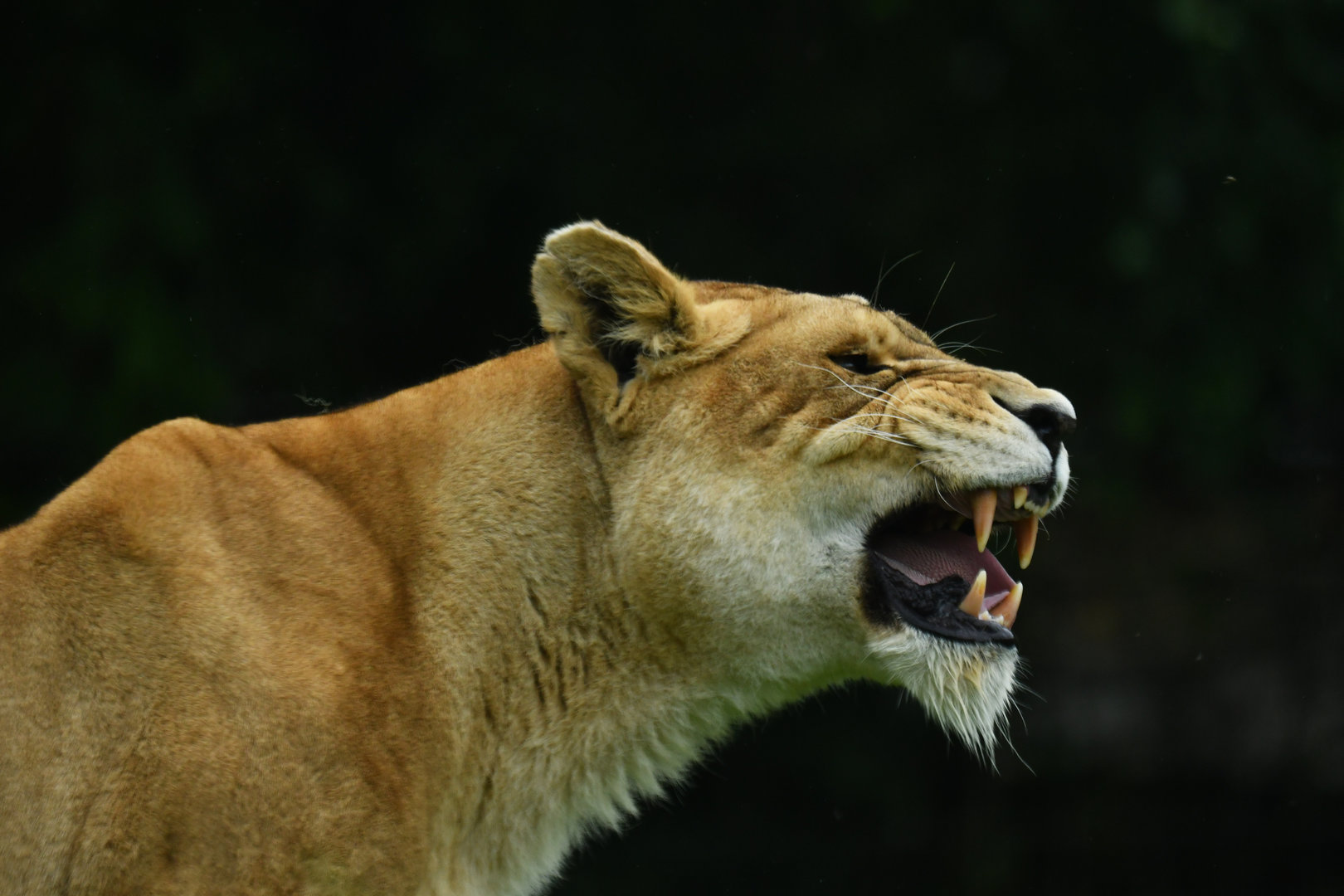 African lion (Panthera leo)