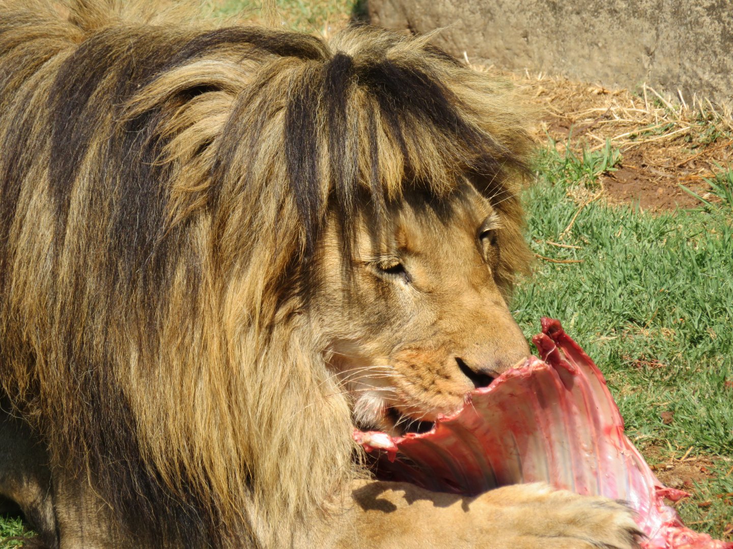 African Lion (Panthera leo)