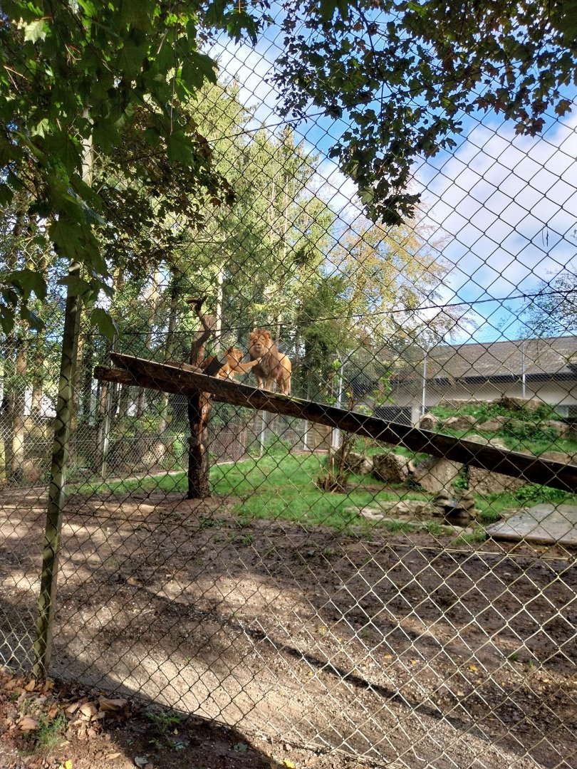 African lion (Panthera leo)