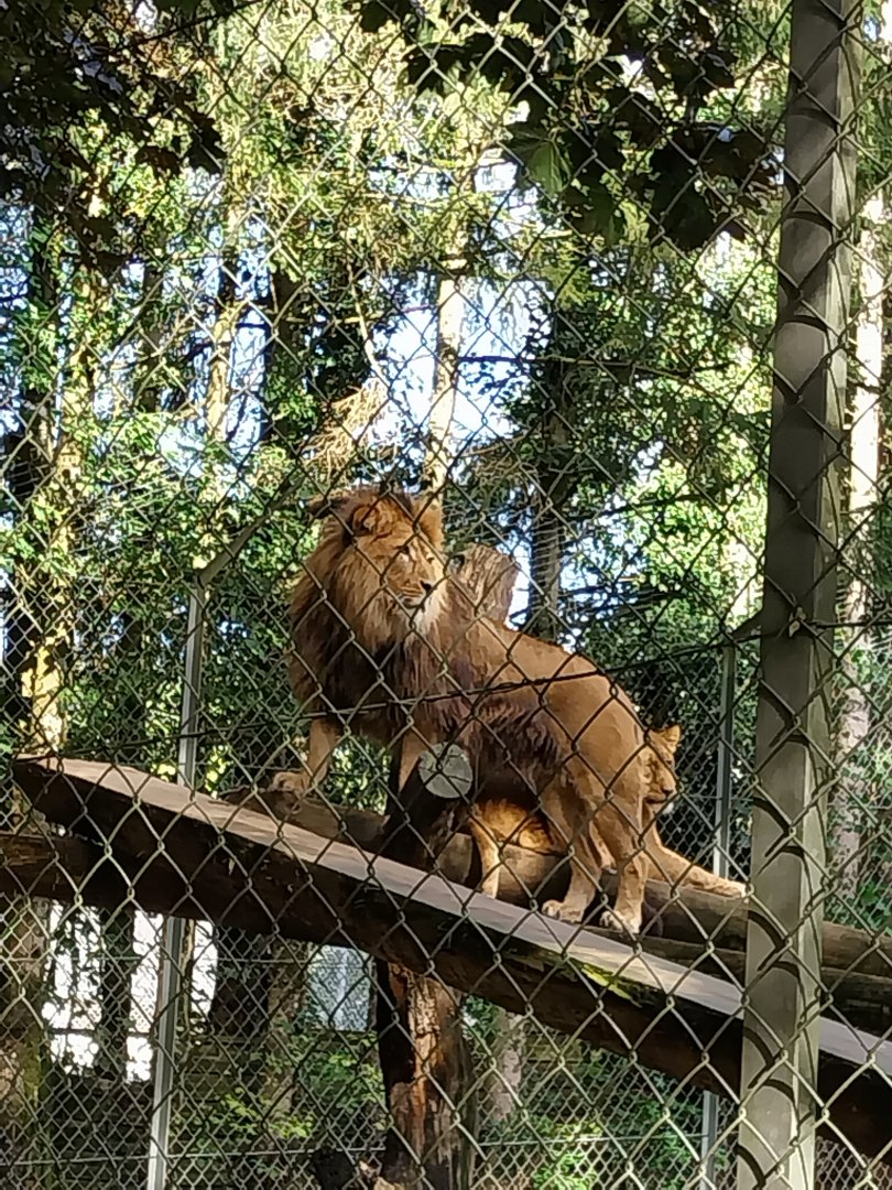 African lion (Panthera leo)