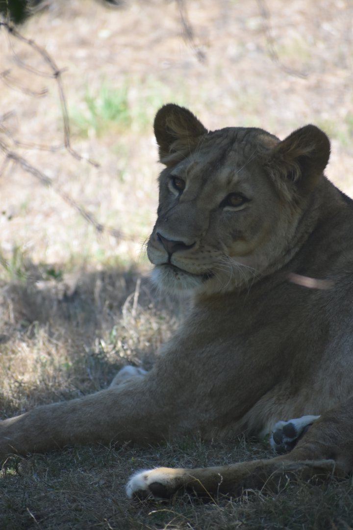 African lion (Panthera leo)