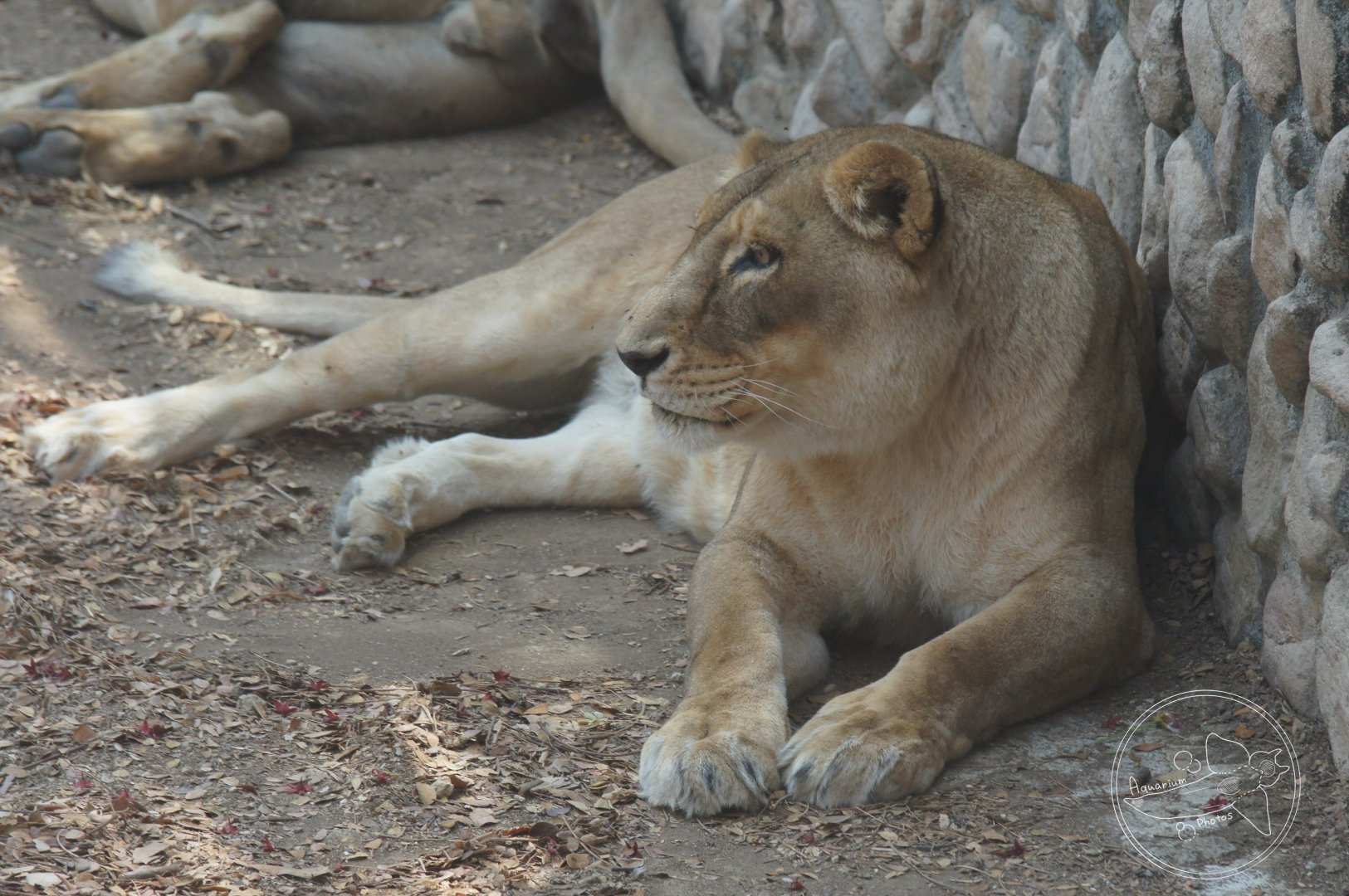 African Lion (Panthera leo)