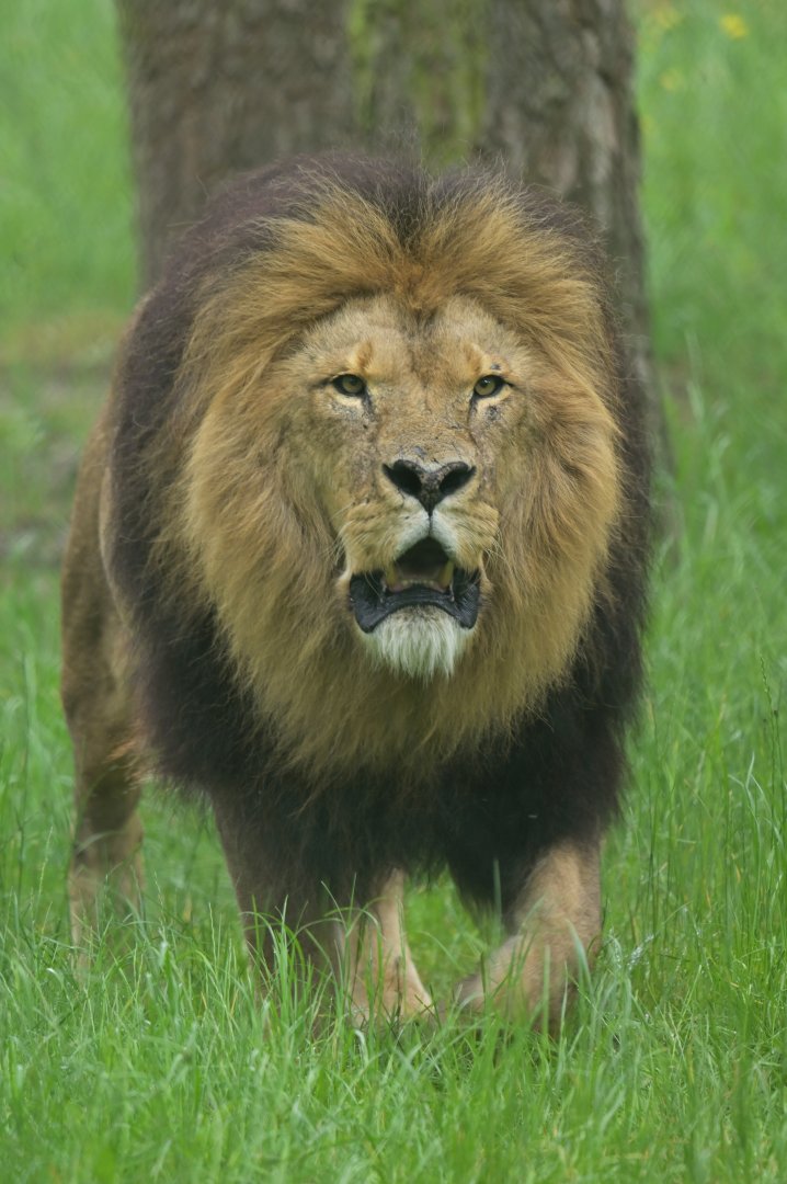 African lion (Panthera leo)