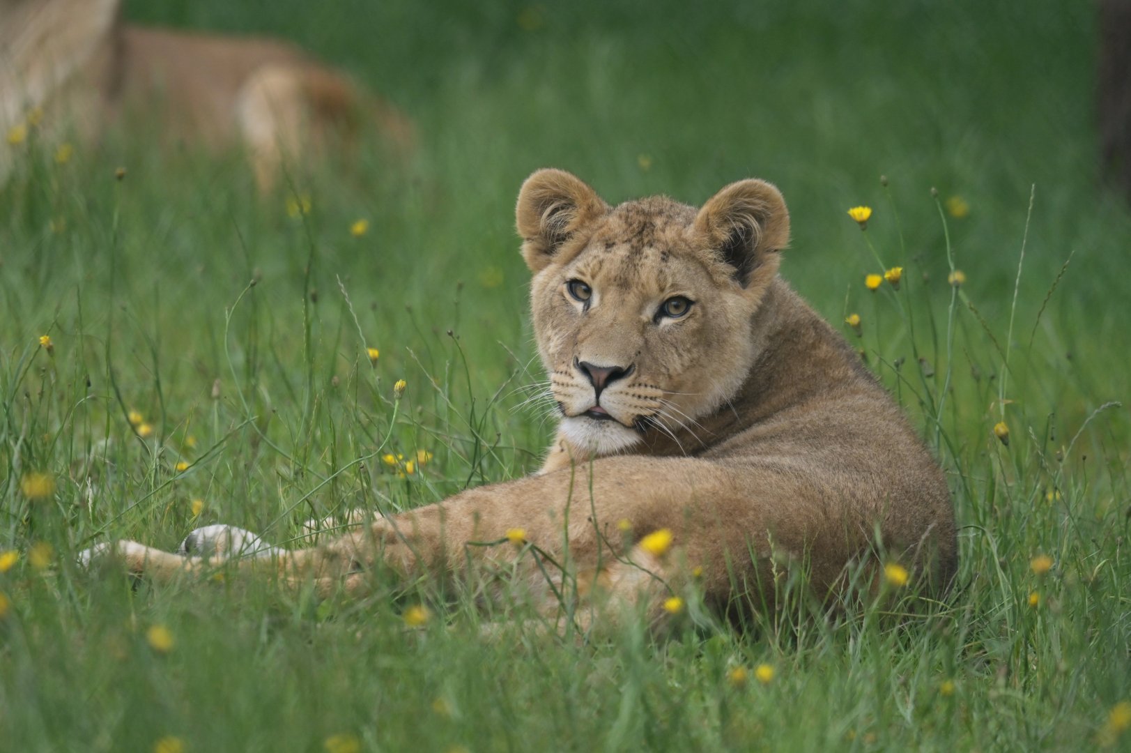 African lion (Panthera leo)