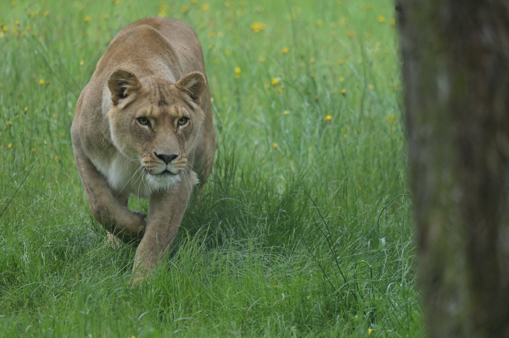 African lion (Panthera leo)