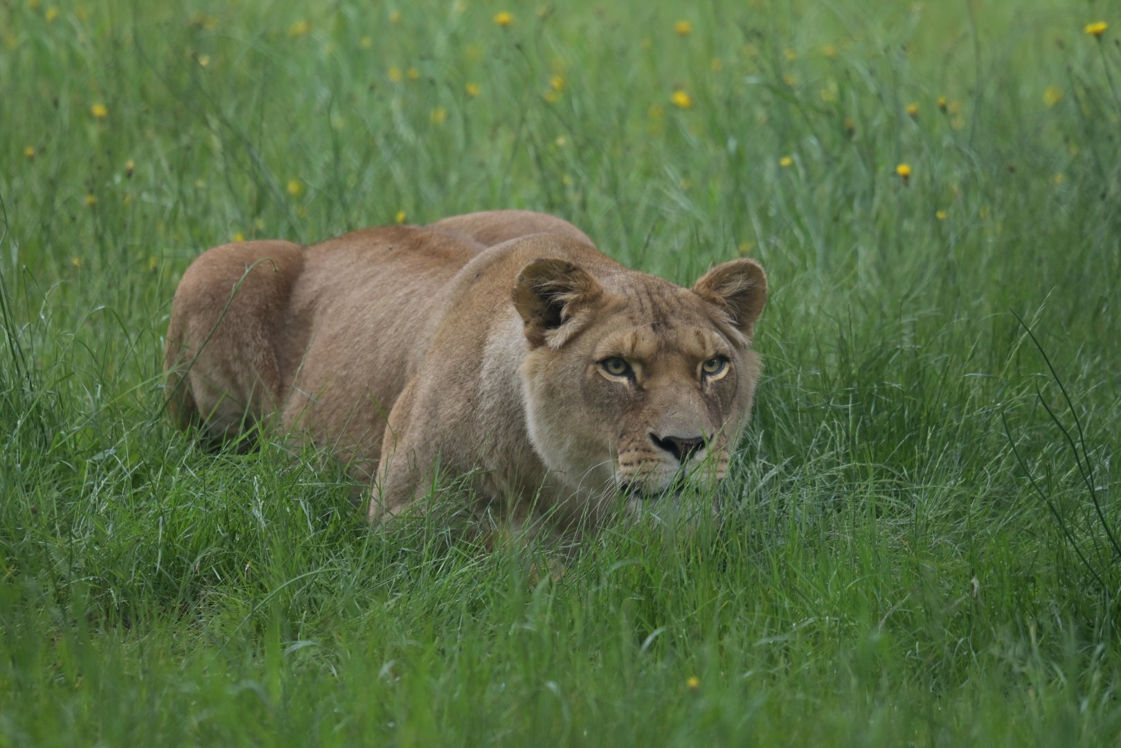 African lion (Panthera leo)