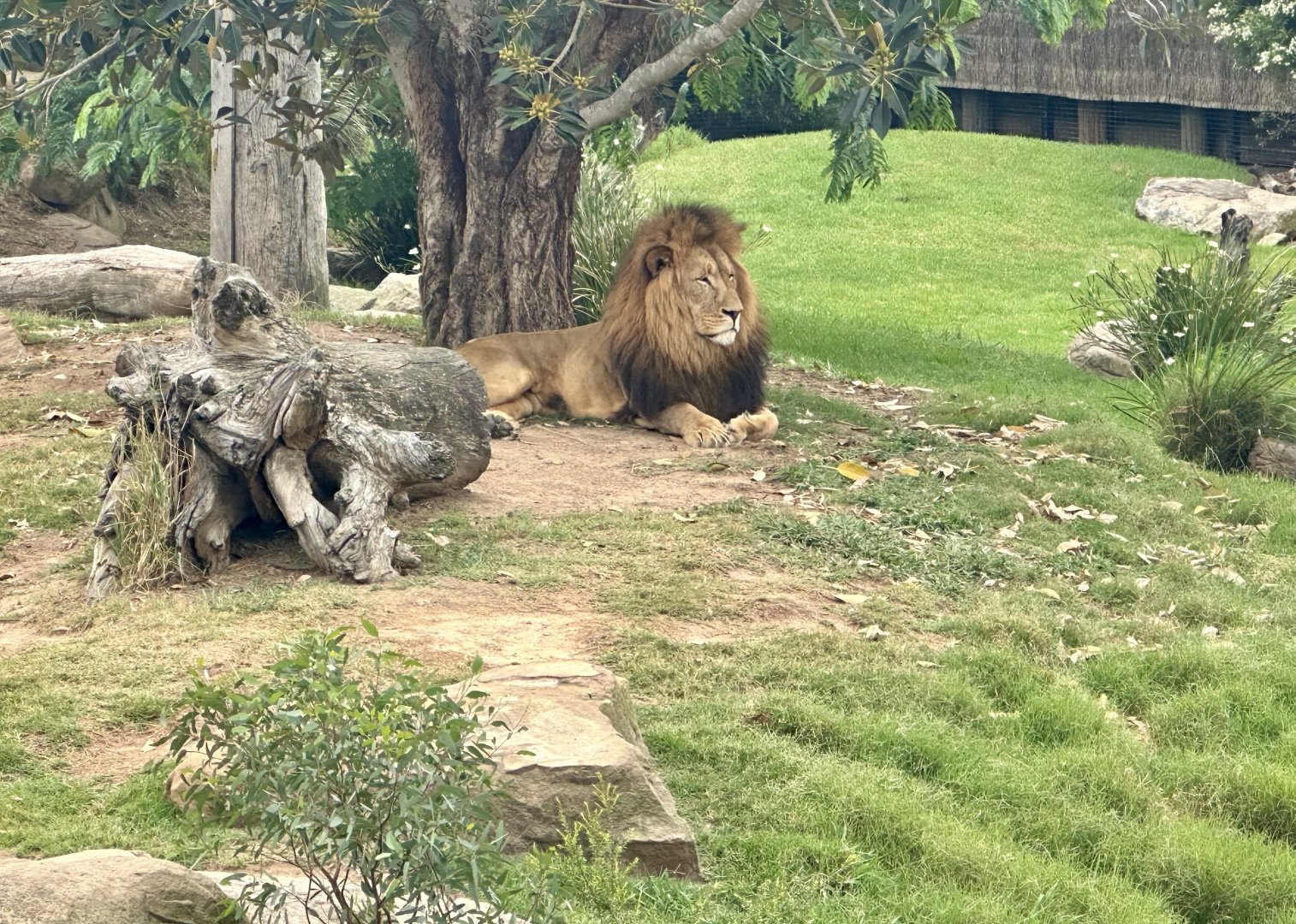 African lion (Panthera leo)
