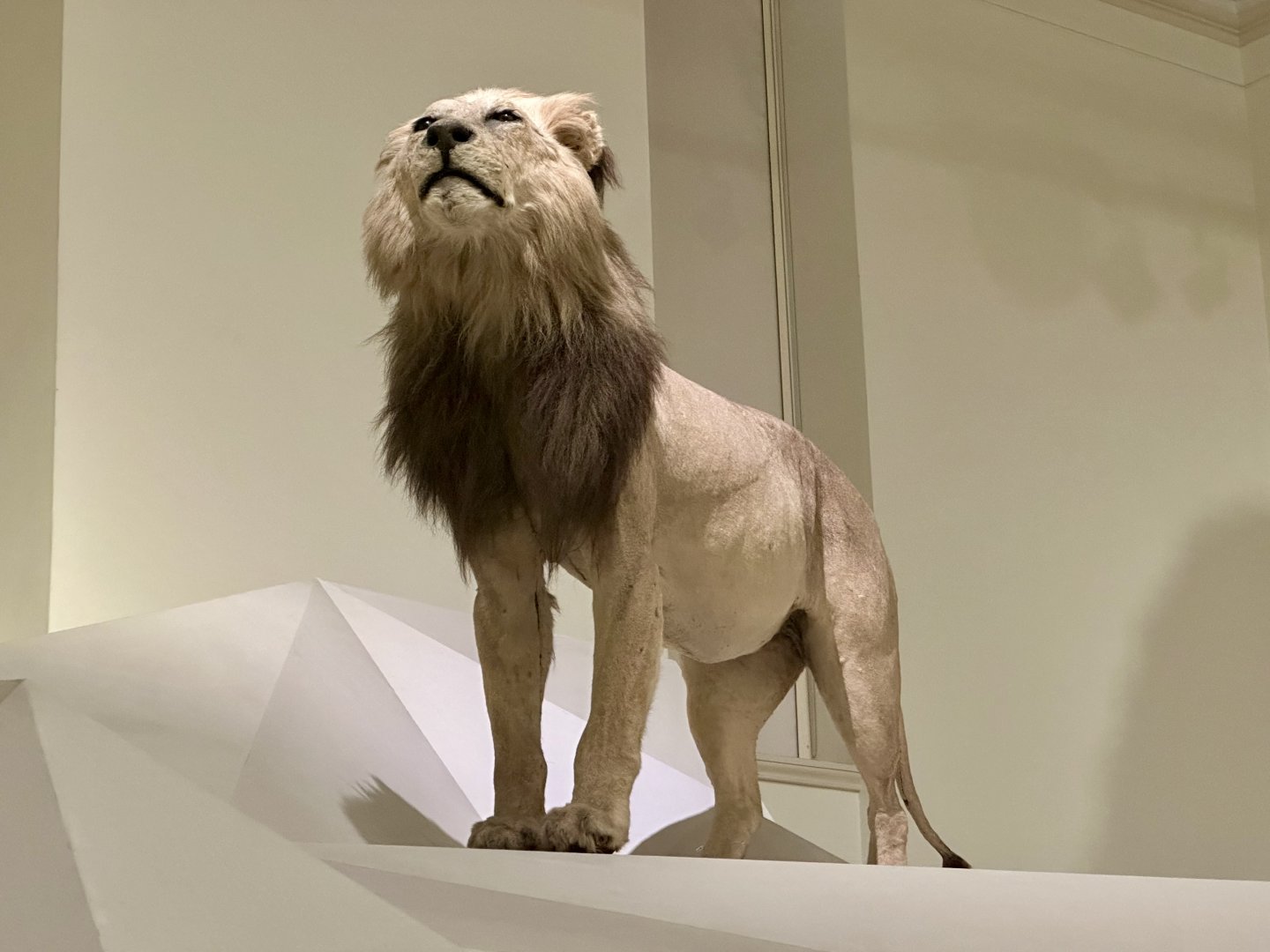 African lion (Panthera leo)