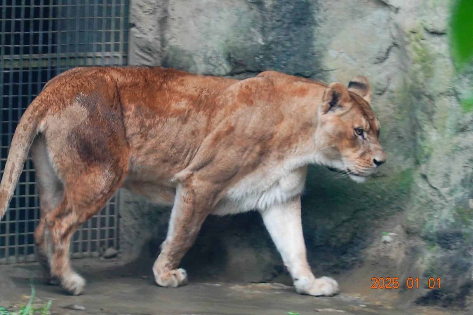 African Lion (Panthera leo)