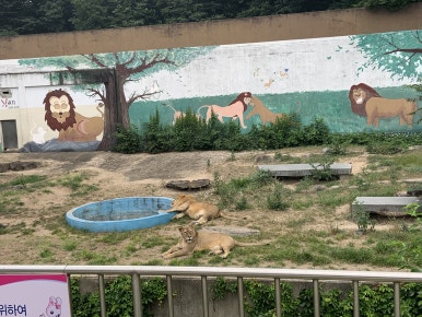 African lion (Panthera leo)