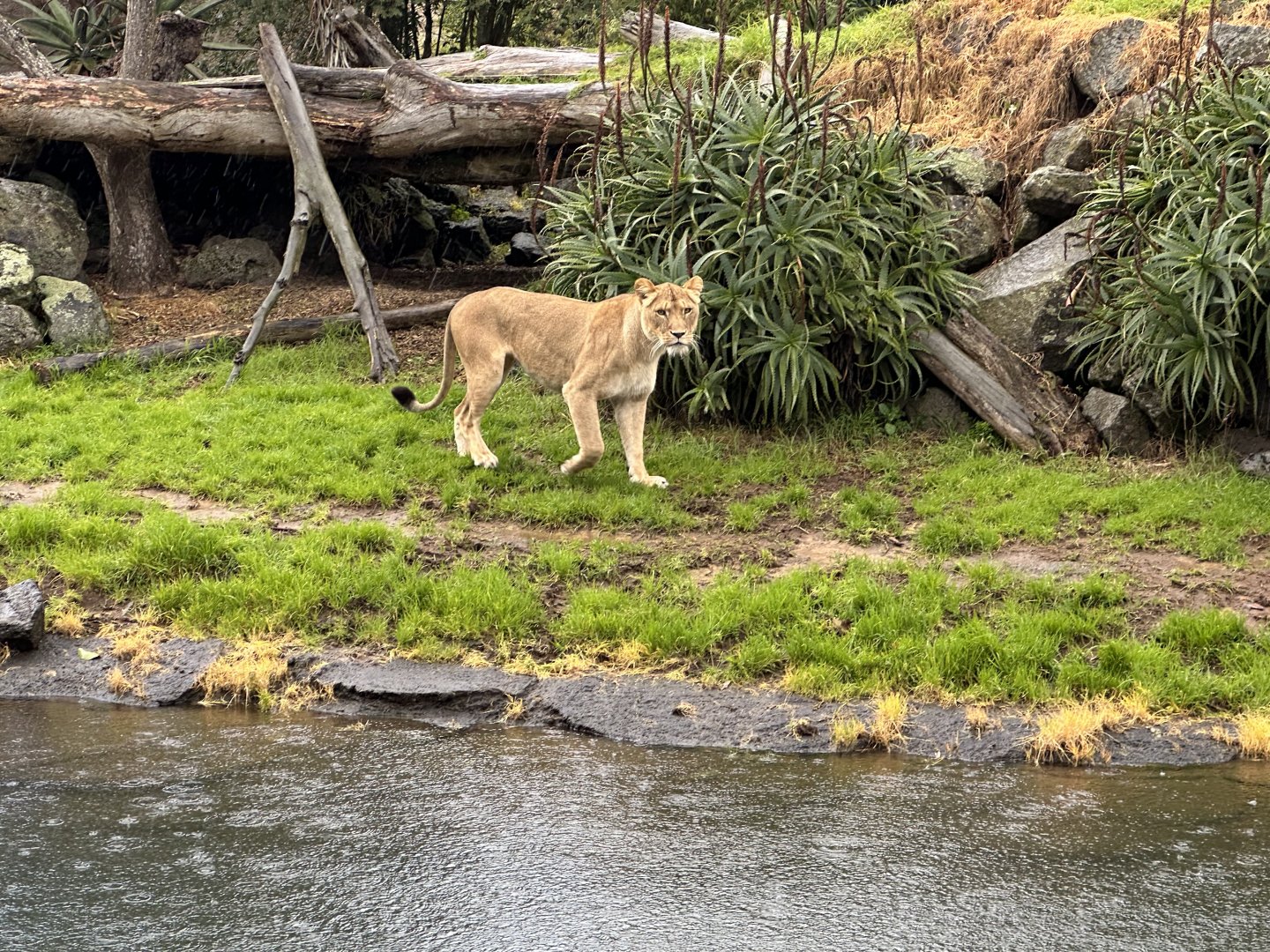 African lion (Panthera leo)