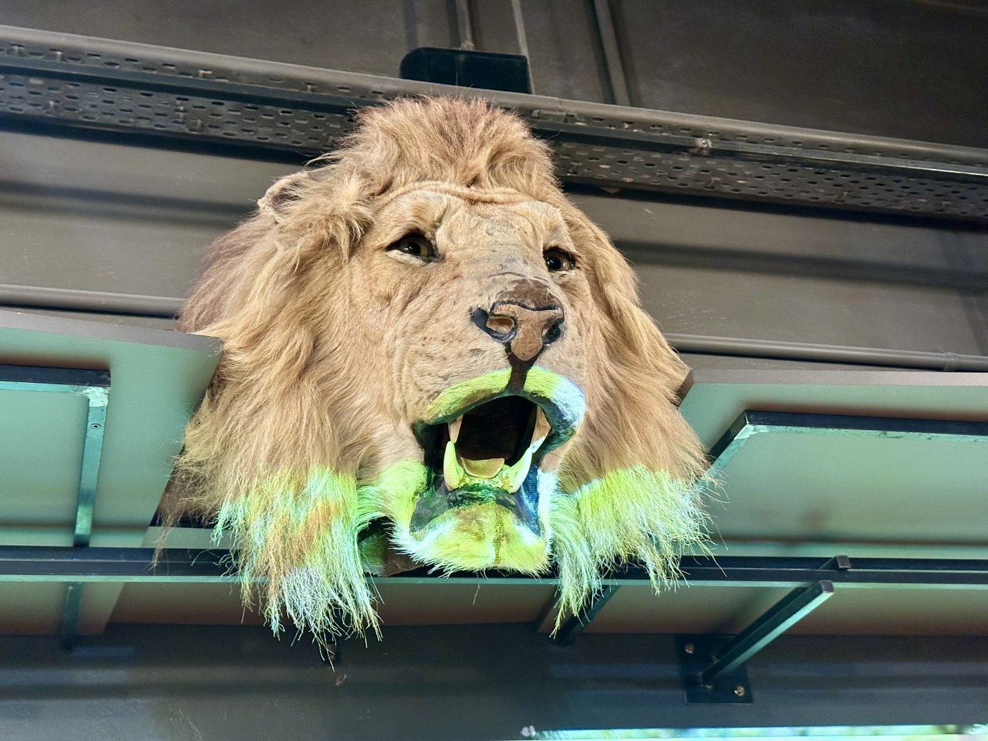 African lion (Panthera leo)