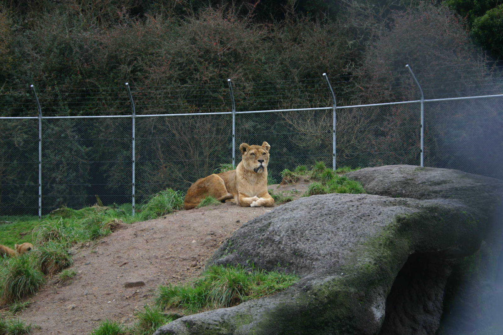 African Lion - Paradise Valley Springs