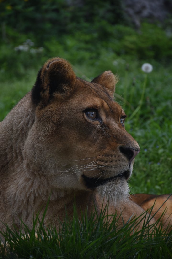 African lion - Parco Faunistico le Cornelle