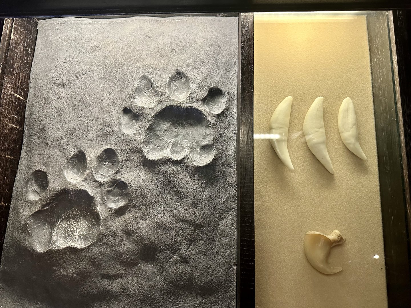 African Lion (Paw Print, Teeth, Claw)