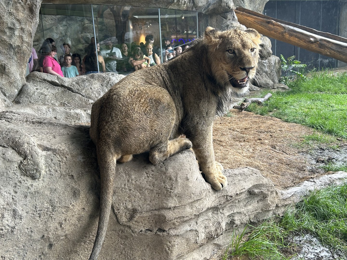 African Lion “Pilipili”