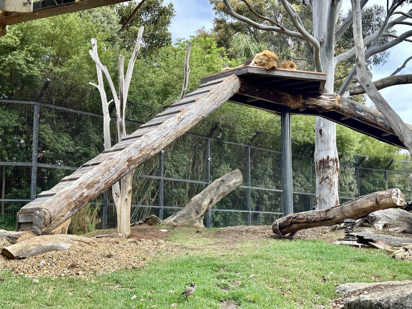 African Lion Platform