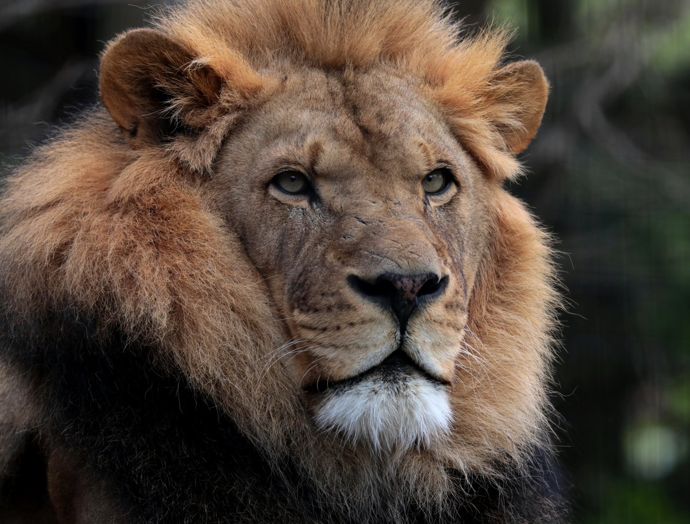 African Lion - Potter Park Zoo - 05/20/19
