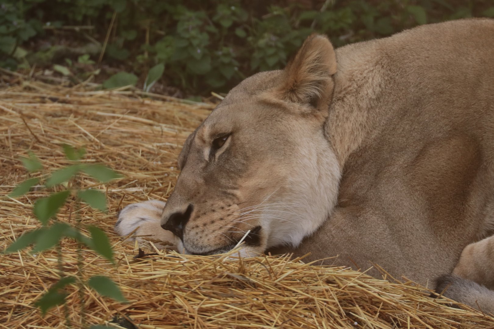 African Lion - Potter Park Zoo - 05/20/19