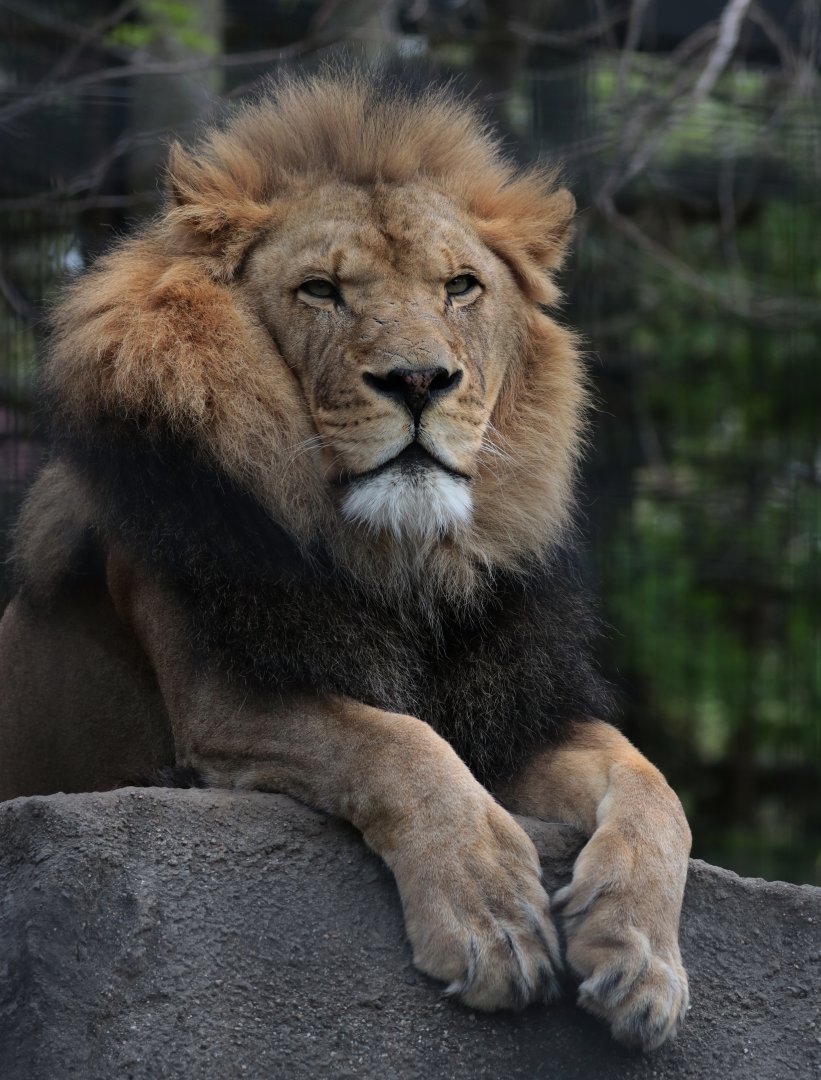 African Lion - Potter Park Zoo - 05/20/19