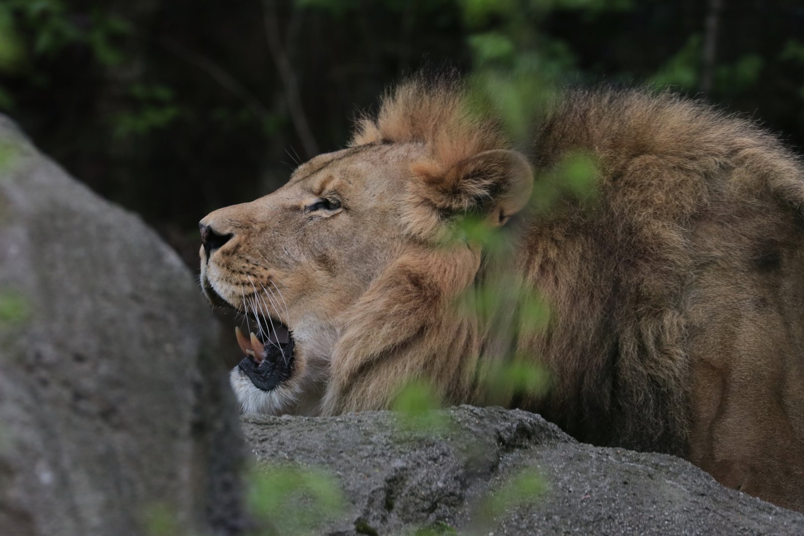 African Lion - Potter Park Zoo - 05/20/19
