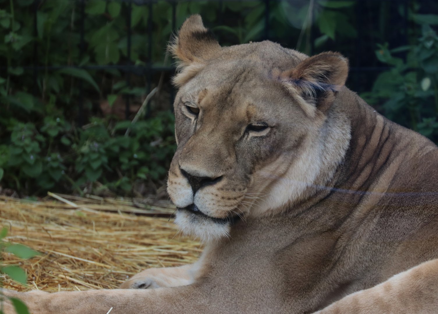 African Lion - Potter Park Zoo - 05/20/19