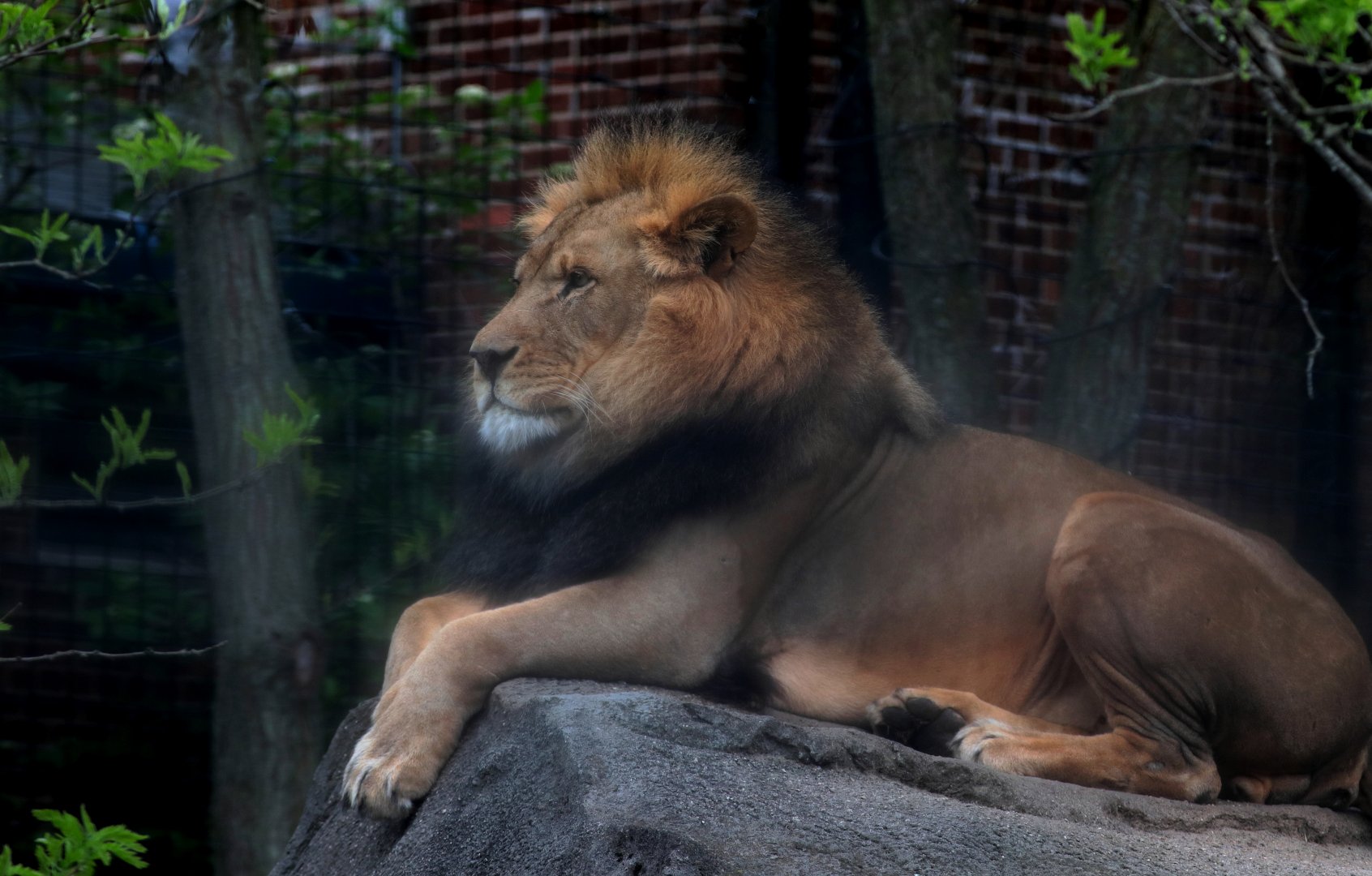 African Lion - Potter Park Zoo - 05/20/19