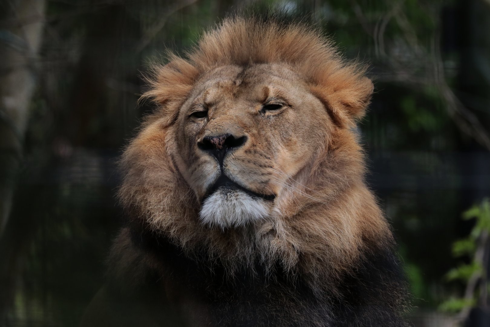 African Lion - Potter Park Zoo - 05/20/19
