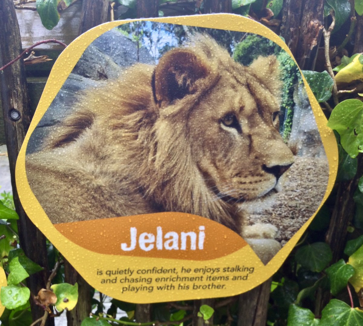 African Lion Profile - Jelani